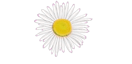 Upsy Daisy Gardeners